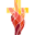 h