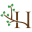 h