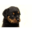 rottweilery.pl