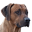 rhodesian-ridgeback.org