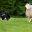 herding-dog-training-border-collie-sheepdog-dvd.com